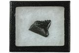 Bizarre Edestus Shark Tooth In Jaw Section - Carboniferous #231942-1